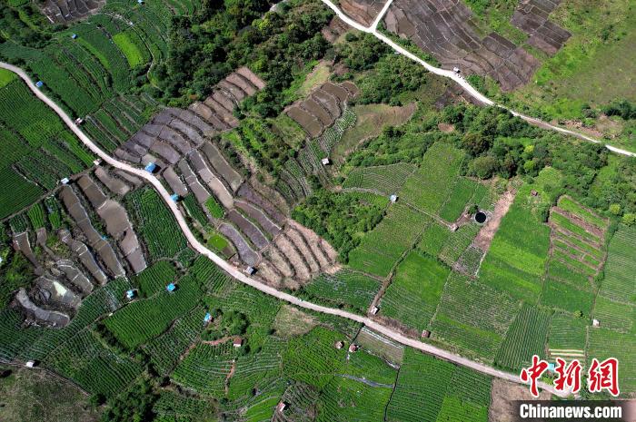 圖為西藏林芝市墨脫縣城附近的茶田。(無(wú)人機(jī)照片) 李林 攝